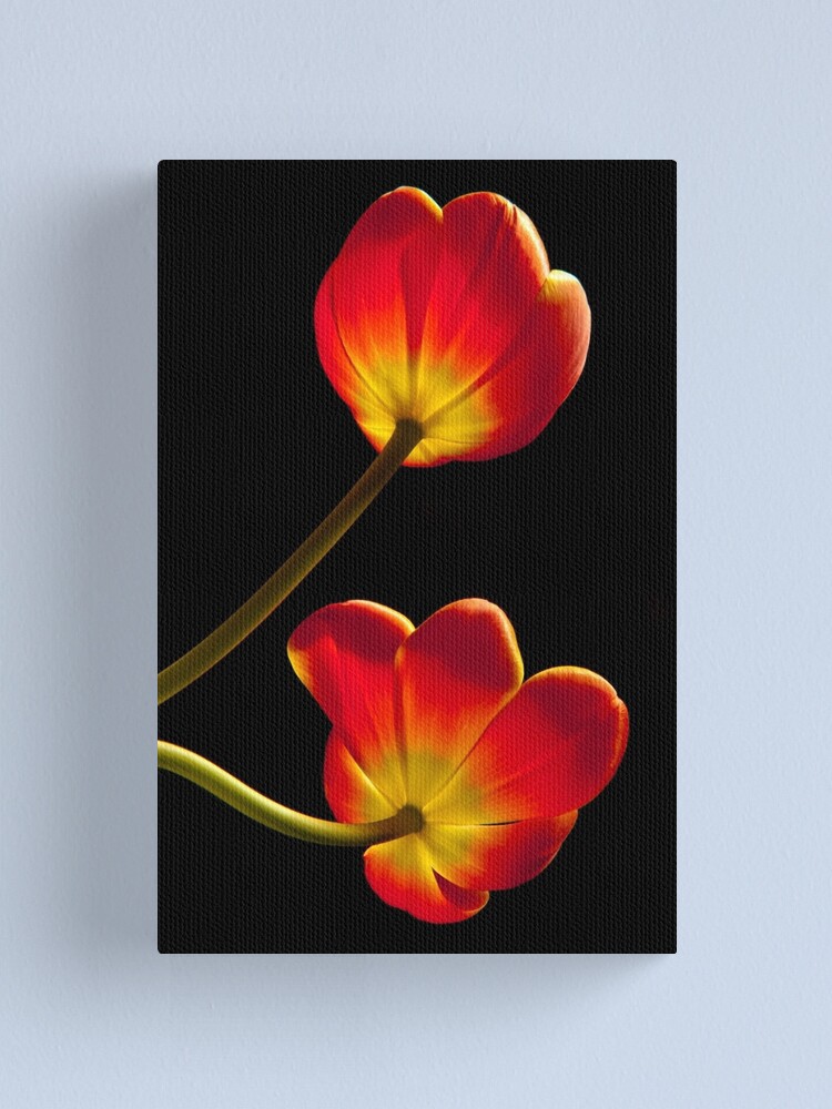 Alternate view of Tulips Glow Canvas Print