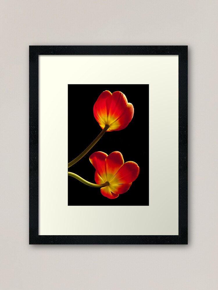 Alternate view of Tulips Glow Framed Art Print