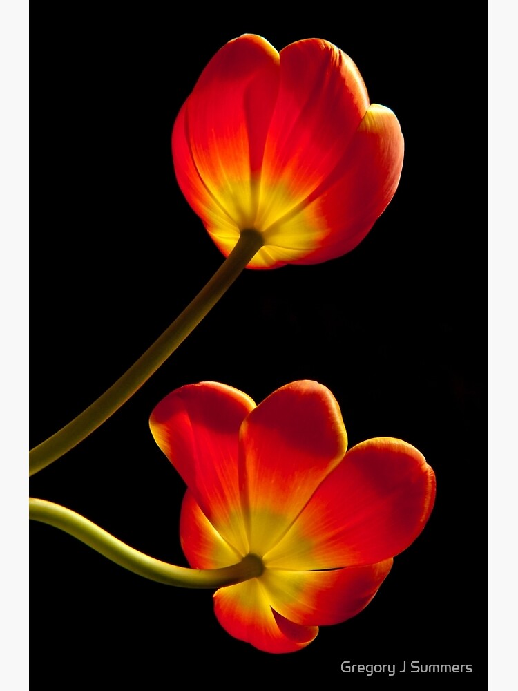 Tulips Glow by nikongreg