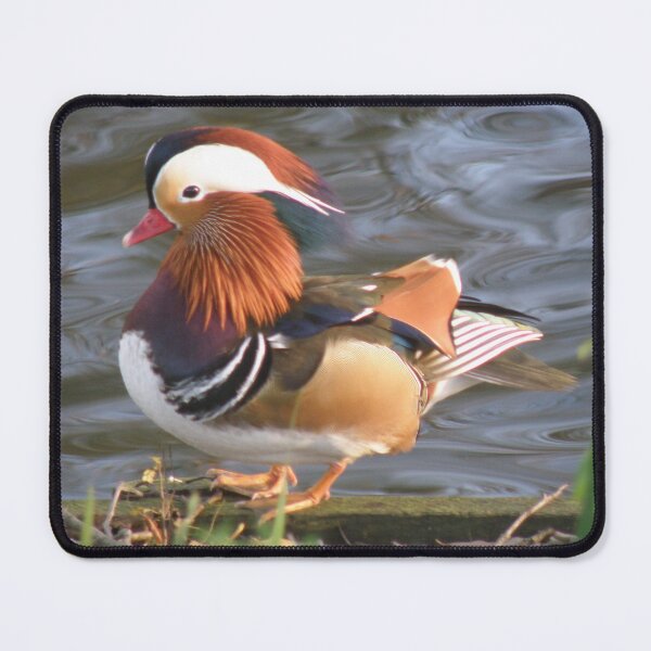 Item preview, Male Mandarin Duck Exotic Birds Photograph designed and sold by naturegallery.