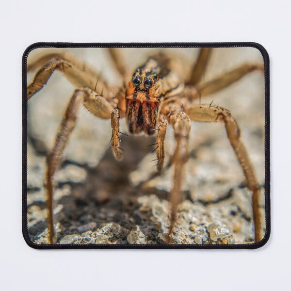 Item preview, Wolf Spider designed and sold by Susan  Nixon.