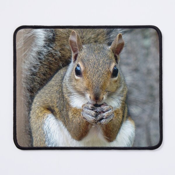 Item preview, A Squirrel Enjoying a Treat designed and sold by Frankie Cat Photography.