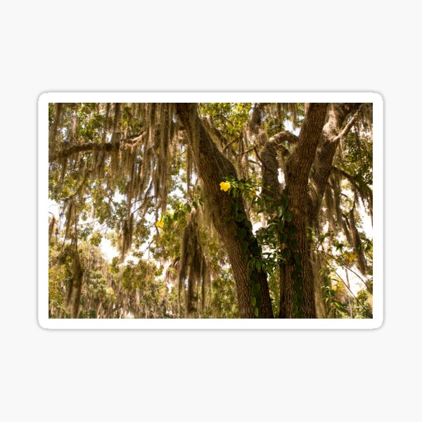 Item preview, Allamanda And Oak Tree designed and sold by Zina Stromberg.