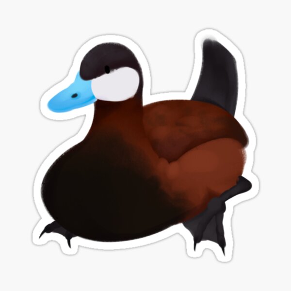 ruddy duck Sticker