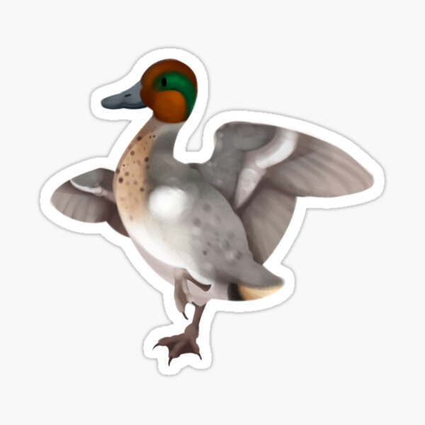 green winged teal Sticker