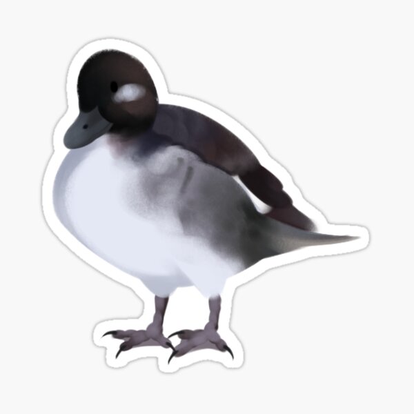 bufflehead duck Sticker