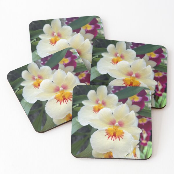 Item preview, Cream White Orchid, New York Botanical Gardens, NYC designed and sold by ExploreOutdoors.