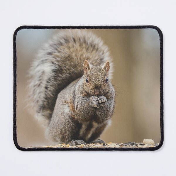 Item preview, Cute Squirrel Photograph designed and sold by dev11588.
