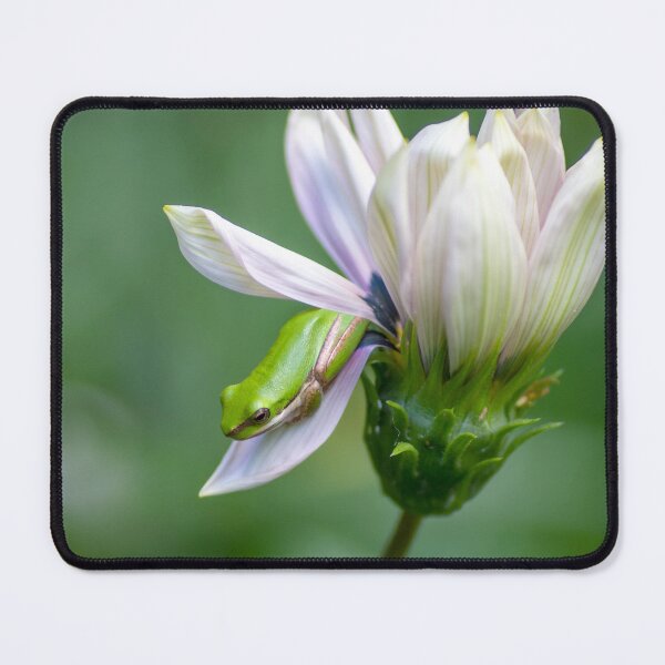 Item preview, Dwarf Tree Frog and Flower designed and sold by Andrew Goodall.