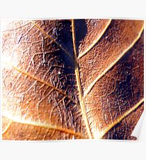 macro leaf Poster