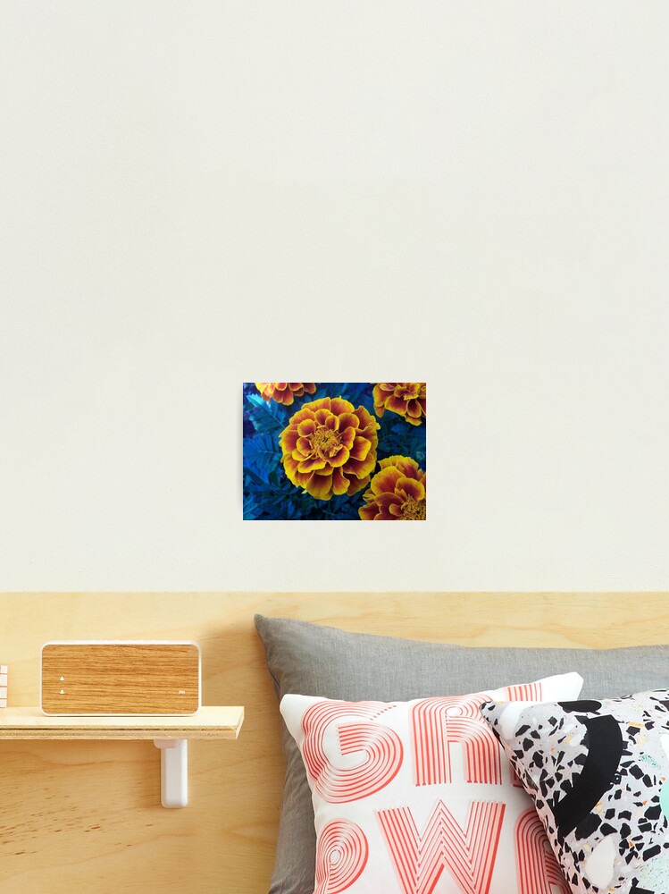 Thumbnail 2 of 3, Photographic Print, Marigold designed and sold by RenaissanceRose.