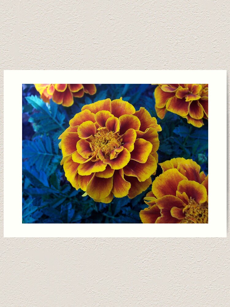 Thumbnail 1 of 3, Art Print, Marigold designed and sold by RenaissanceRose.