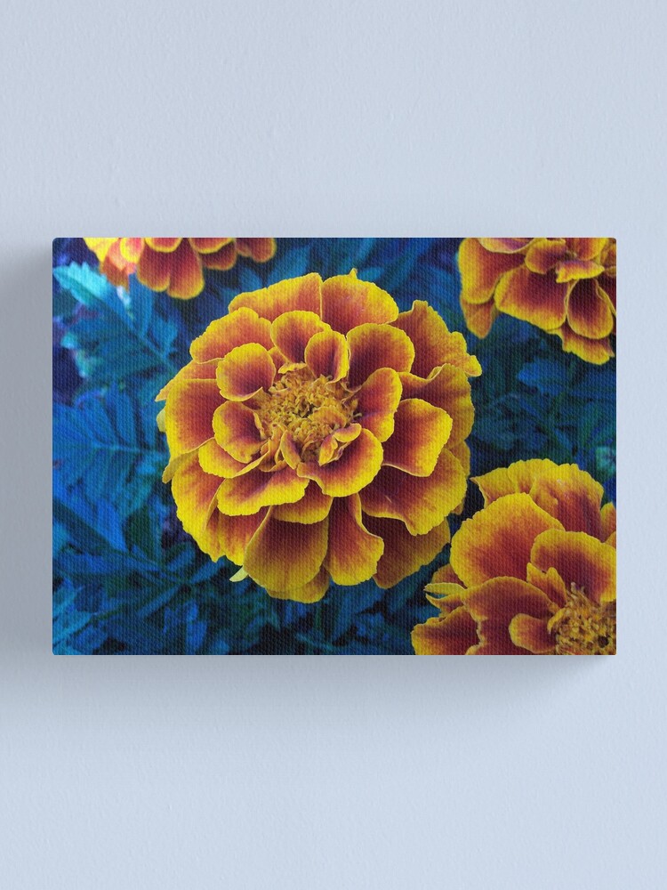 Thumbnail 1 of 3, Canvas Print, Marigold designed and sold by RenaissanceRose.
