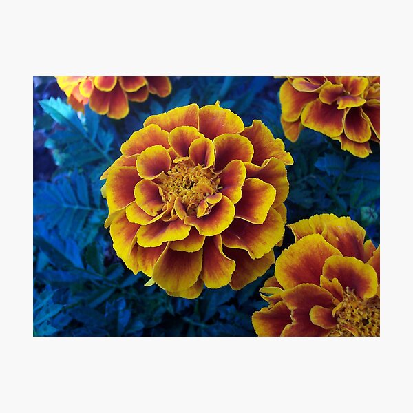 Item preview, Marigold designed and sold by Michelle Hitt.