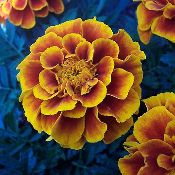 Artwork thumbnail, Marigold by Michelle Hitt