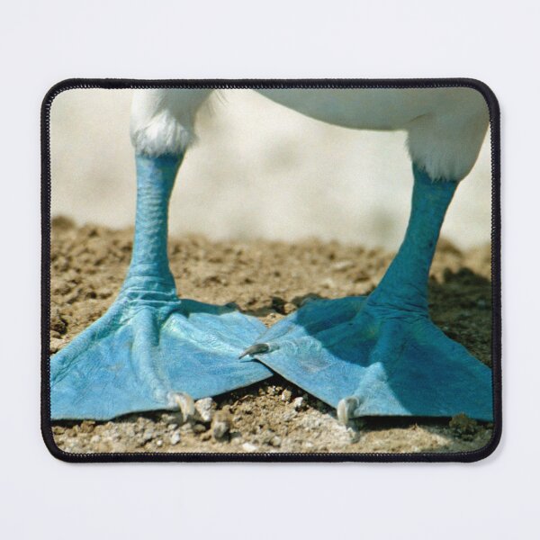 Item preview, Blue Footed Booby Bird Feet, Isla de la Plata, Ecuador designed and sold by Paris Lee.
