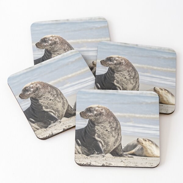 Item preview, Australian Sea Lions Look this Way designed and sold by Catherine Reading.