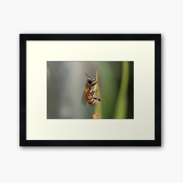 Thinking Bee Framed Art Print