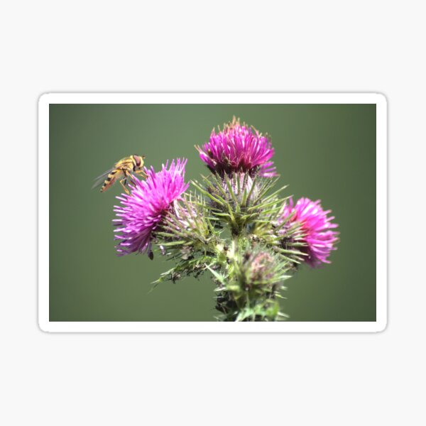 Summer Thistle Sticker