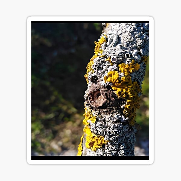tree trunk Sticker