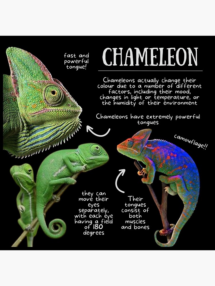 Colorful Cuties - 7 Amazing Baby Chameleon Facts, Pictures & FAQs