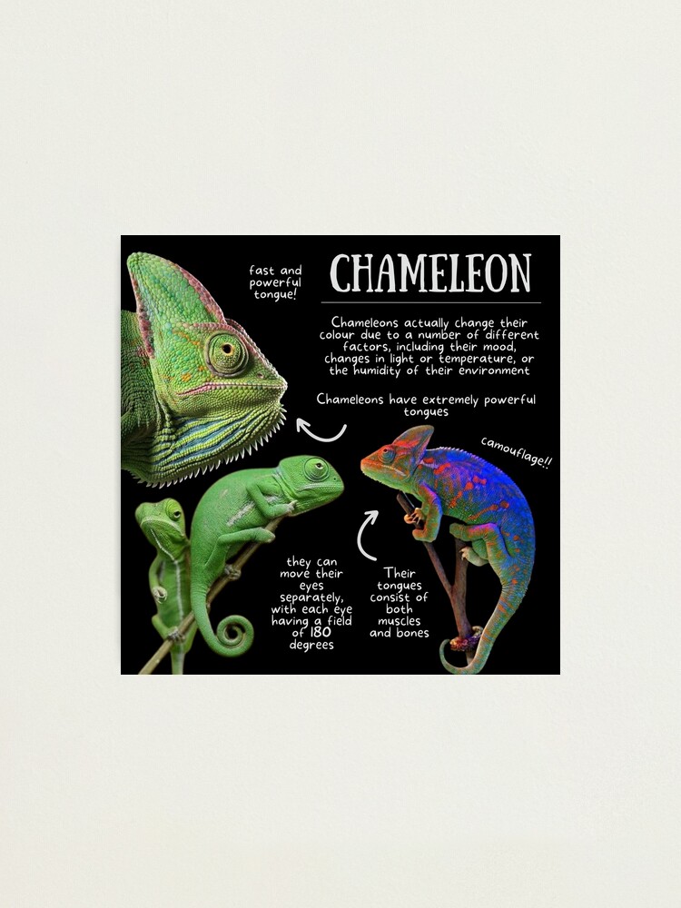 2+ Thousand Chameleon Color Book Royalty-Free Images, Stock Photos