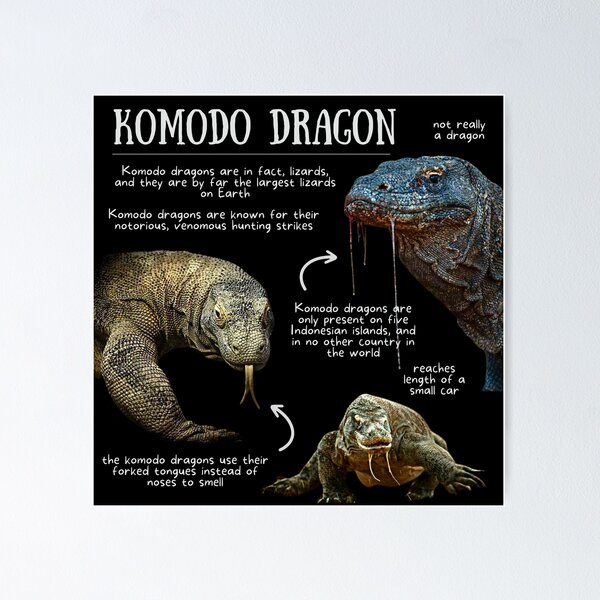 What Is So Interesting About the Komodo Dragon?