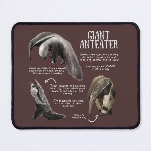 Item preview, Giant Anteater Fun Facts designed and sold by KyleNesas.