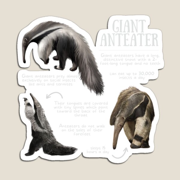 T Pose Anteater Sticker for Sale by AnteaterGuy