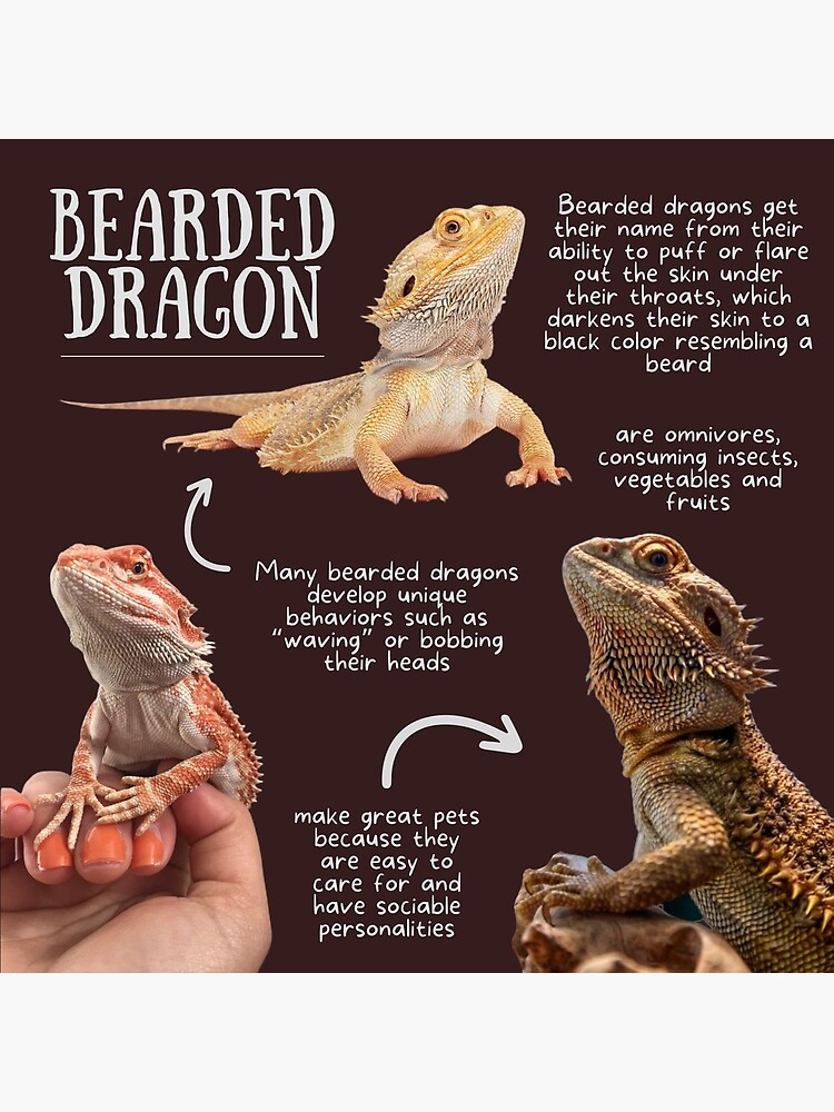 Bearded Dragon Fun Facts Poster for Sale by KyleNesas