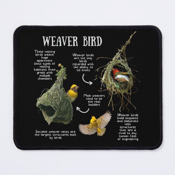 Item preview, Weaver bird Fun Facts designed and sold by KyleNesas.