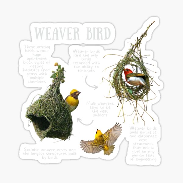 weaver-bird-fun-facts-sticker-by-kylenesas-redbubble