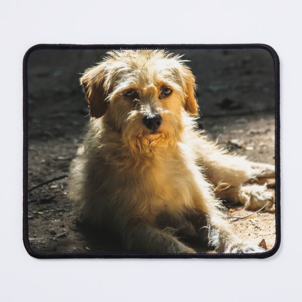 Item preview, sponge doggy designed and sold by Nino rocha fotografia.