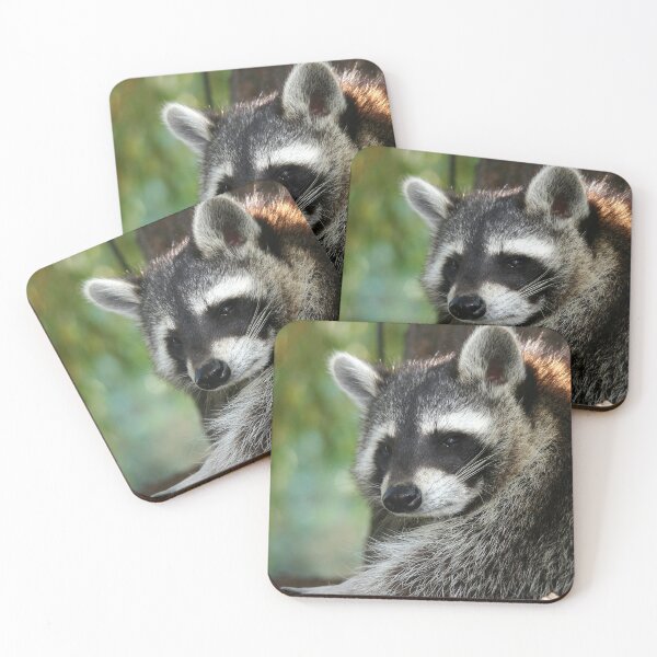 Item preview, Racoon 001 designed and sold by JAMFoto.