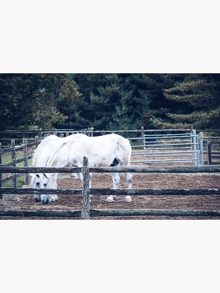 "Two Horse Town" Poster for Sale by studiogracious Redbubble