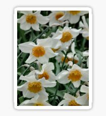 Daffodils Sticker