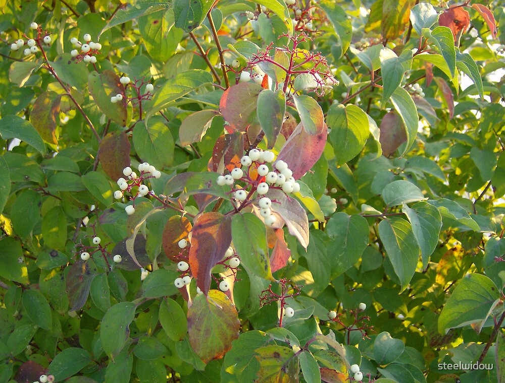 "White Berry Bush" by steelwidow Redbubble