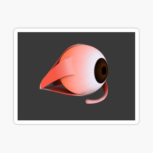 Item preview, Conceptual image of human eye anatomy. designed and sold by StocktrekImages.