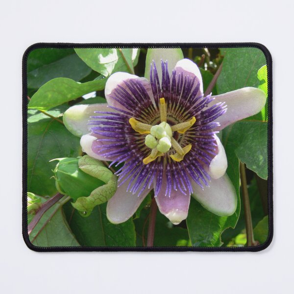 Item preview, Purple Flower designed and sold by Monika's Shop.