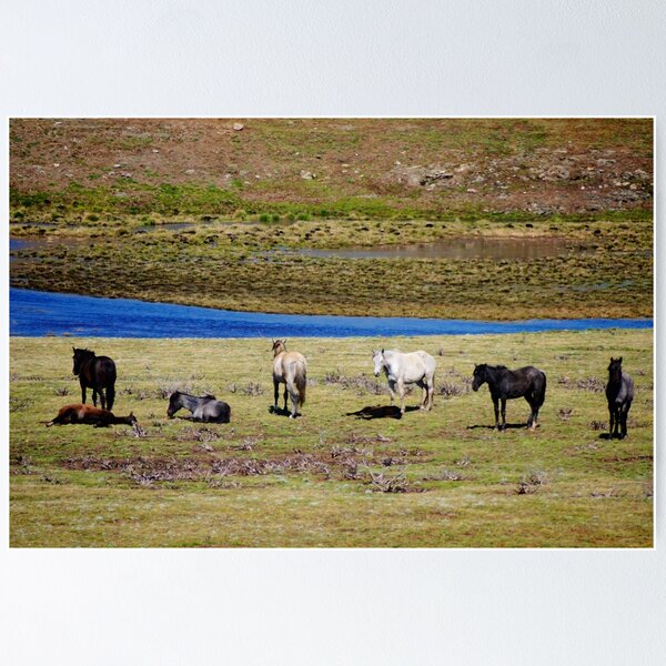 Item preview, Brumbies en el valle designed and sold by D-GaP.