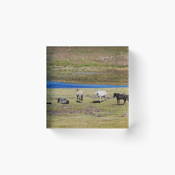 Item preview, Brumbies in the Valley designed and sold by D-GaP.