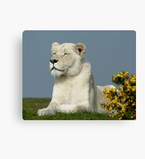 White Lioness Canvas Print