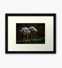 Fungus eats fungus Framed Print