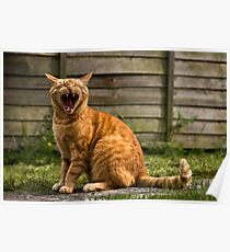 Adorable cat yawning Poster