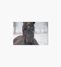 Horse in Snowstorm Art Board