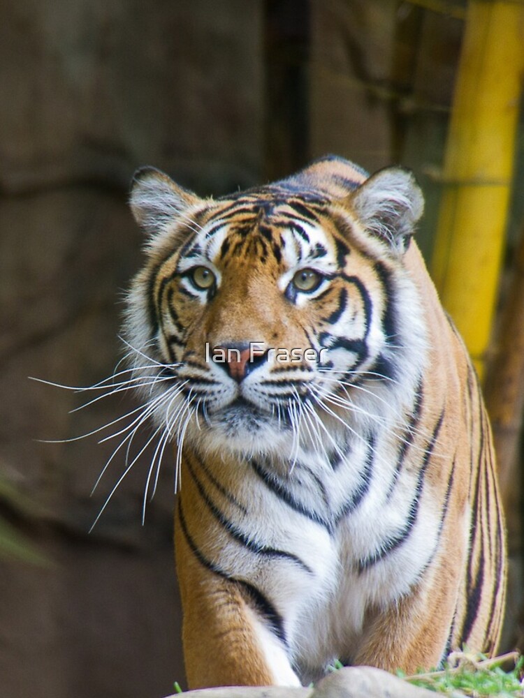 Tiger by Mowog