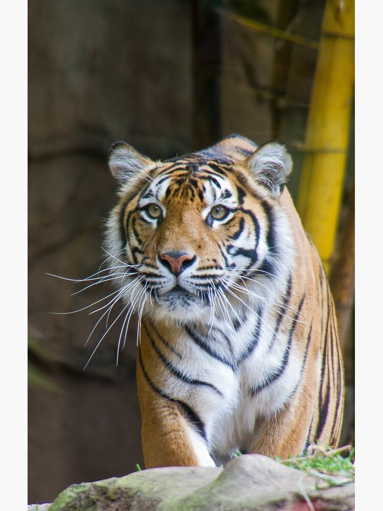 Tiger by Mowog
