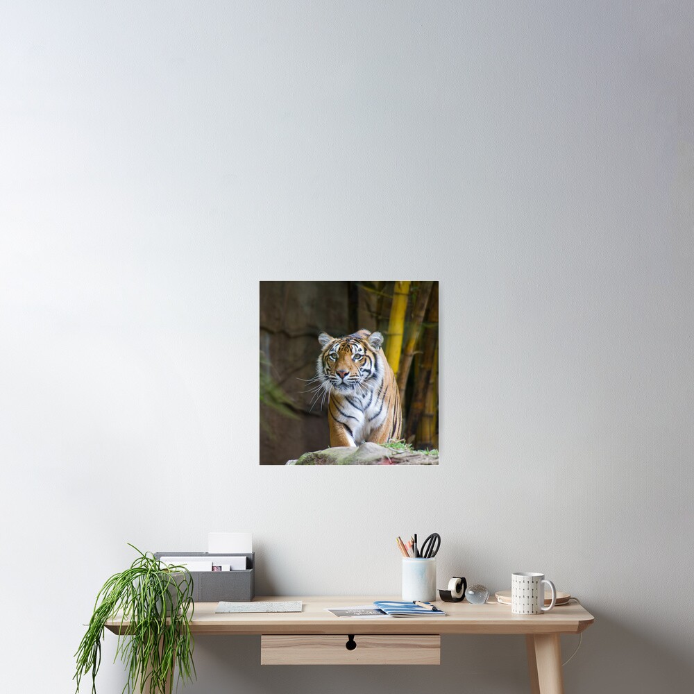 Tiger Poster