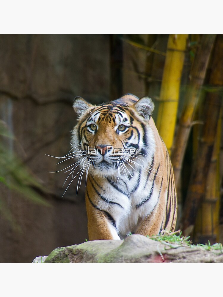 Tiger by Mowog