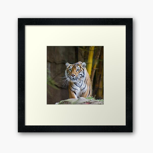 Tiger Framed Art Print